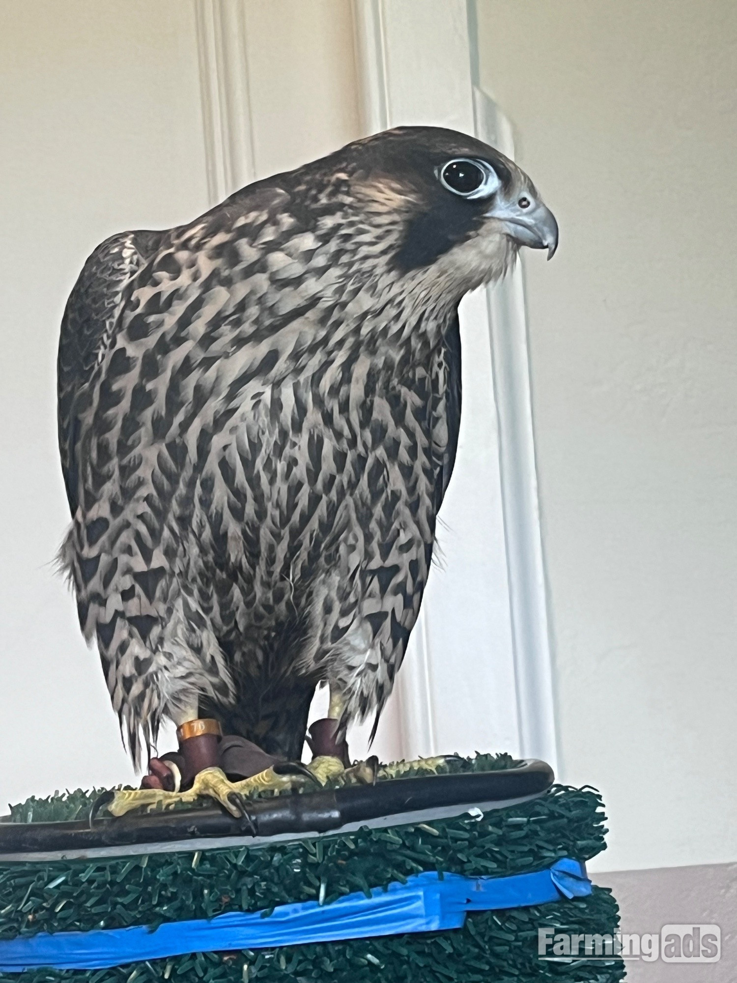 Male peregrines   Imprint and parent reared from quality line.  - {CATEGORY}