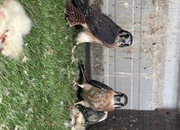 2026 unrelated pair of American kestrels 
