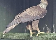Female bonellis eagle