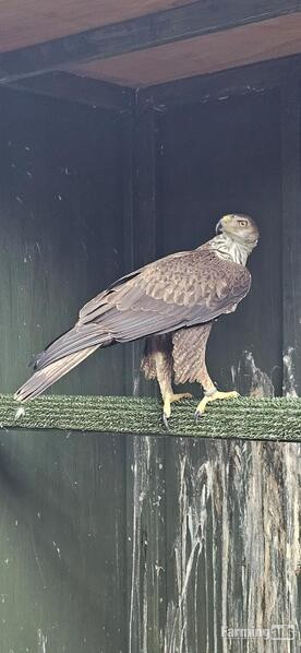 Female bonellis eagle