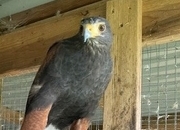 Trained Female Harris Hawk