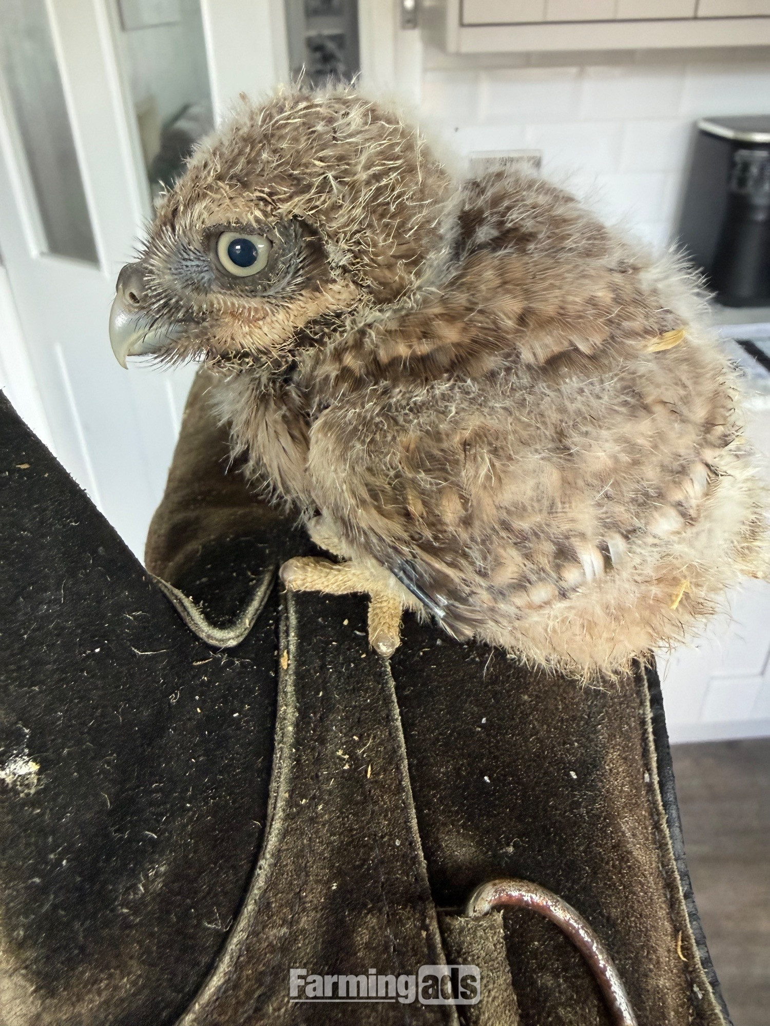 Little Owls- Owlets 
