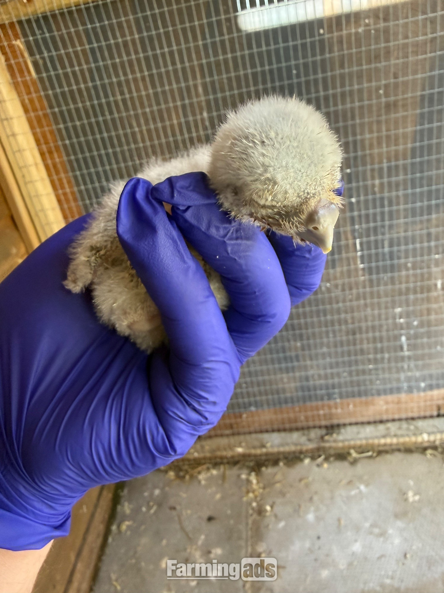 Little Owls- Owlets 