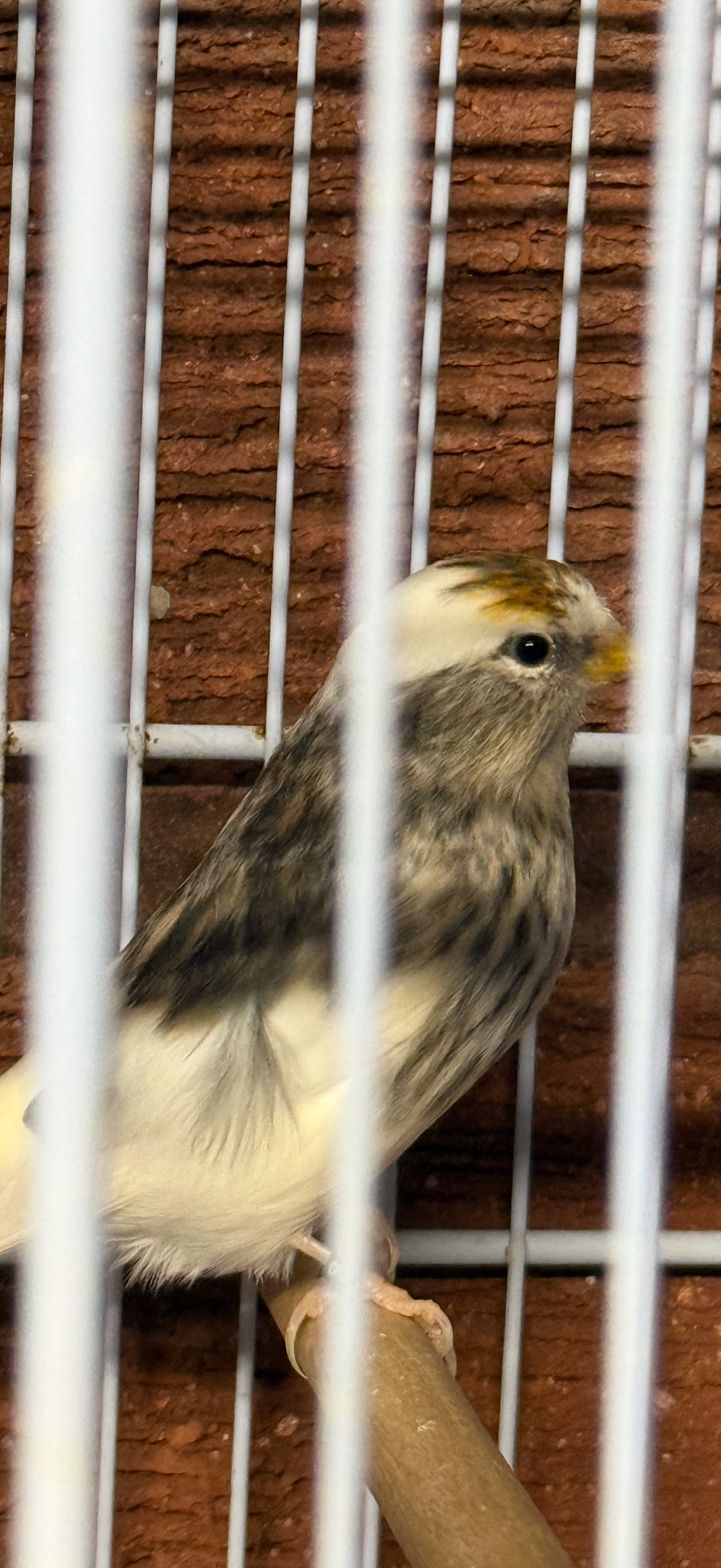 Siskins and lesser Colbolt redpolls all 2026