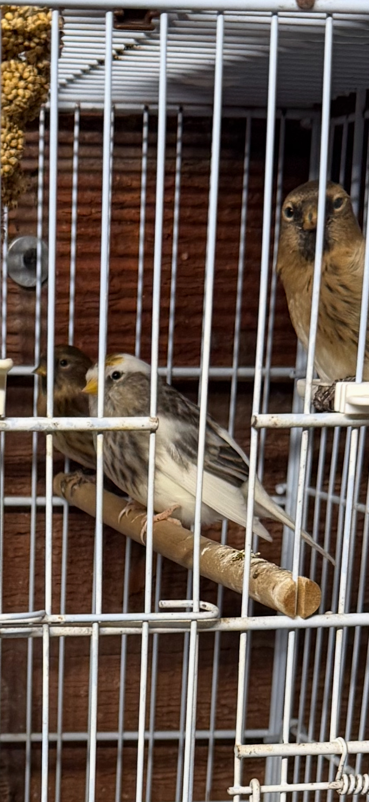  Siskins and lesser Colbolt redpolls all 2026