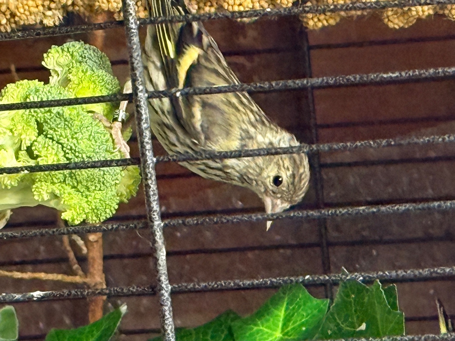 Siskins and lesser Colbolt redpolls all 2026 - {CATEGORY}