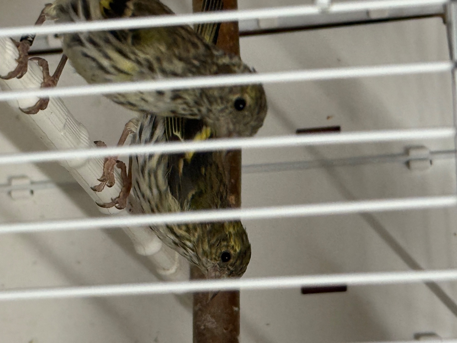 Siskins and lesser Colbolt redpolls all 2026 - {CATEGORY}
