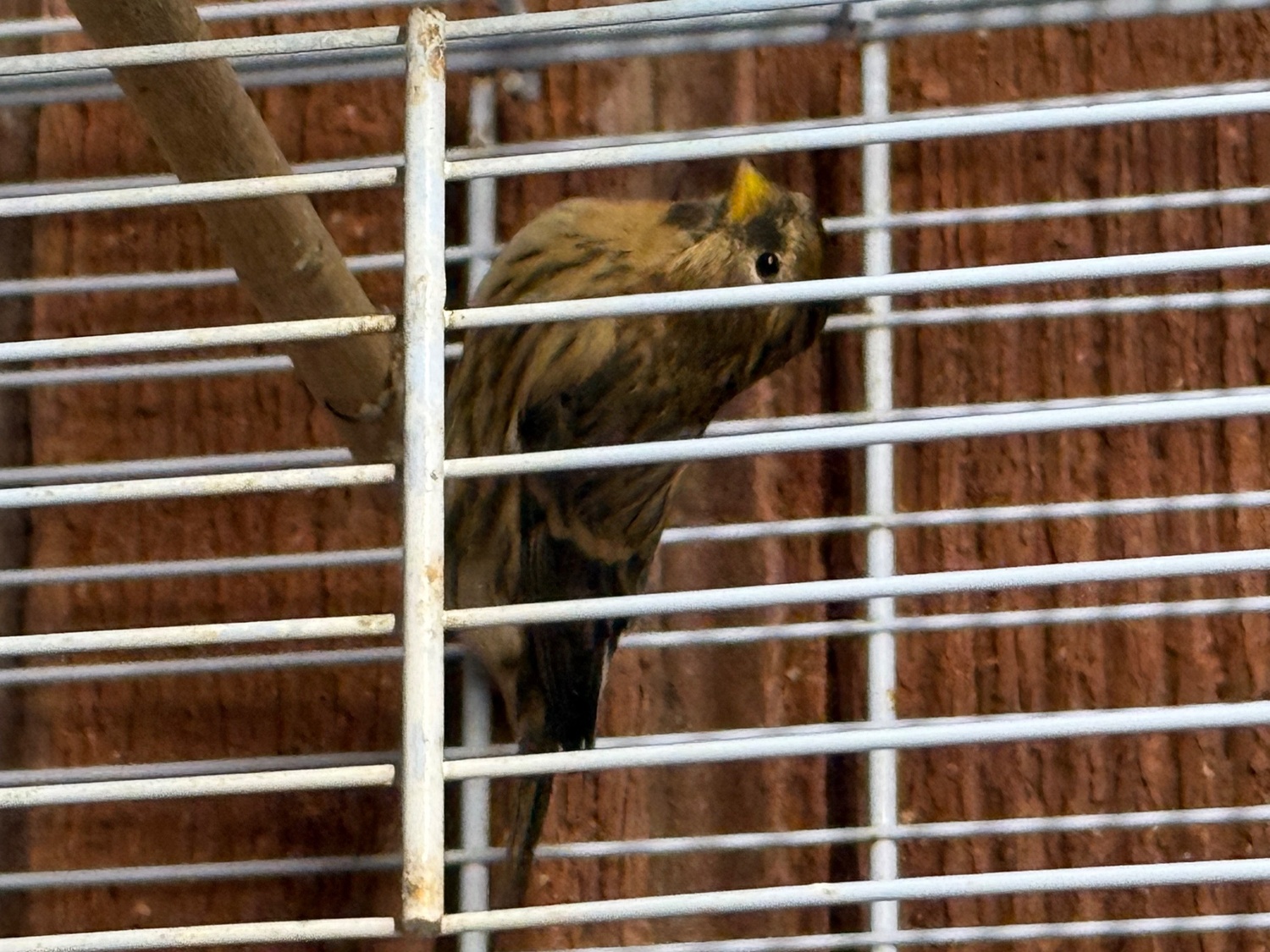 Siskins and lesser Colbolt redpolls all 2026 