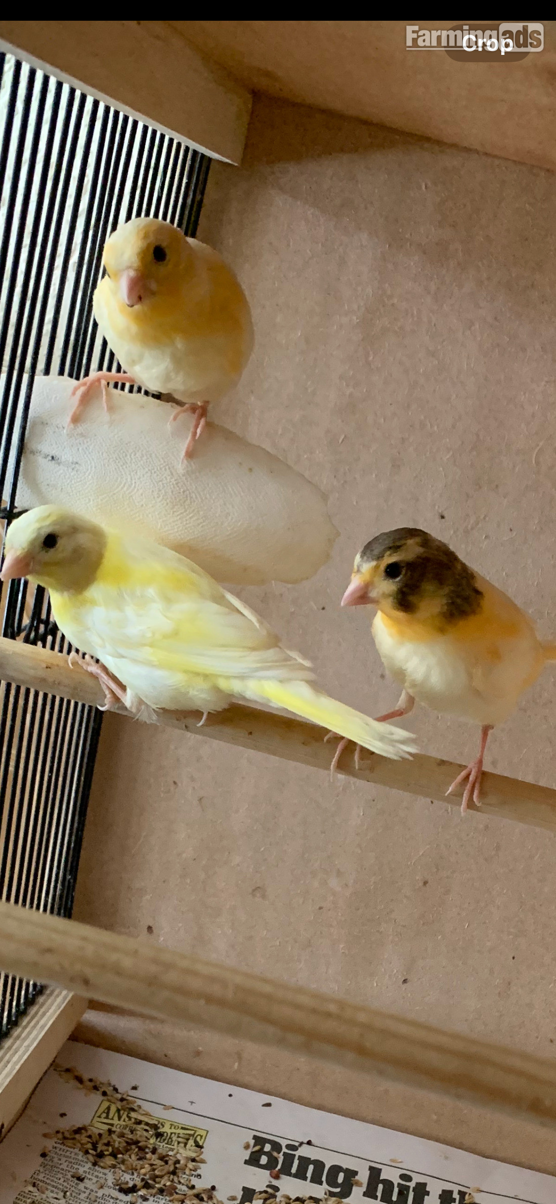 3 varigated 8 wk old canaries for Sale