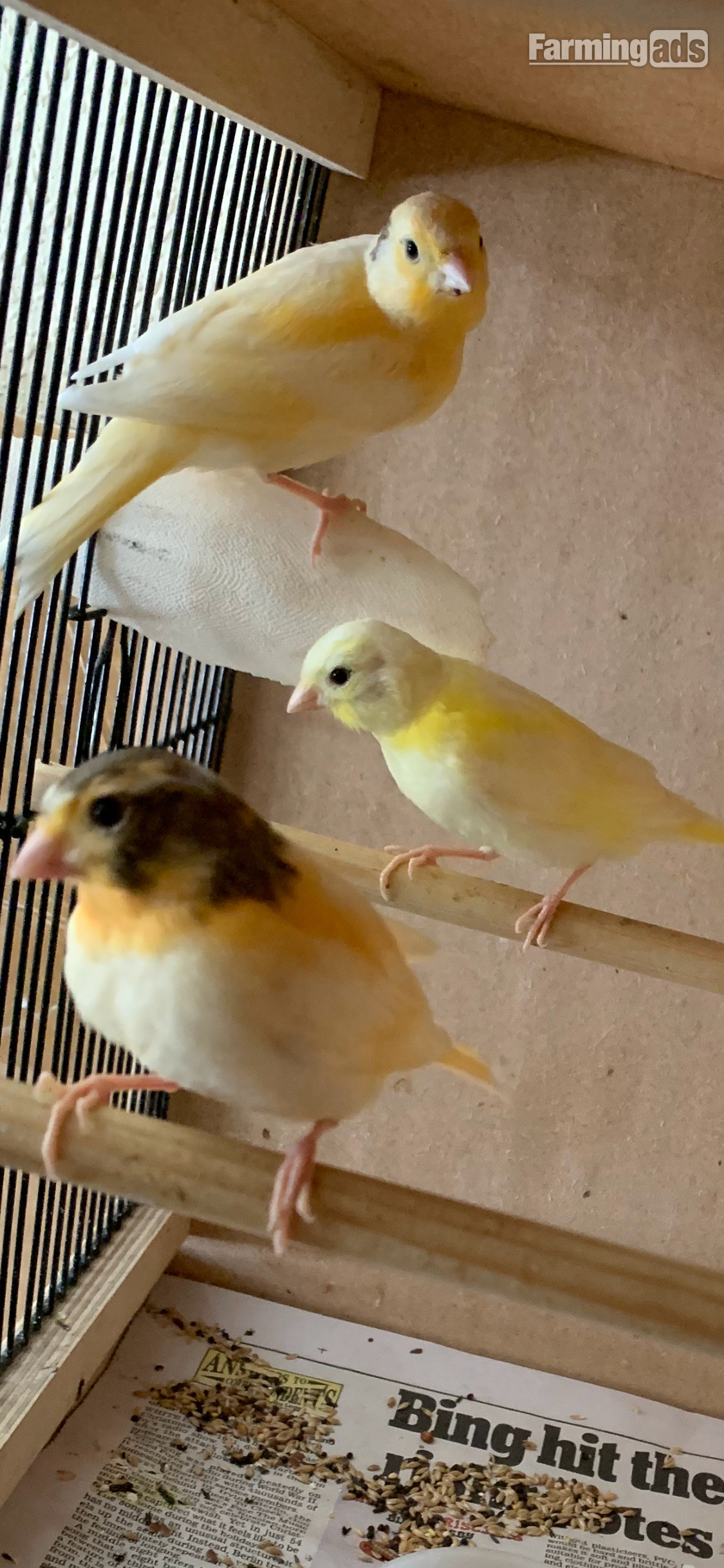  3 varigated 8 wk old canaries for Sale