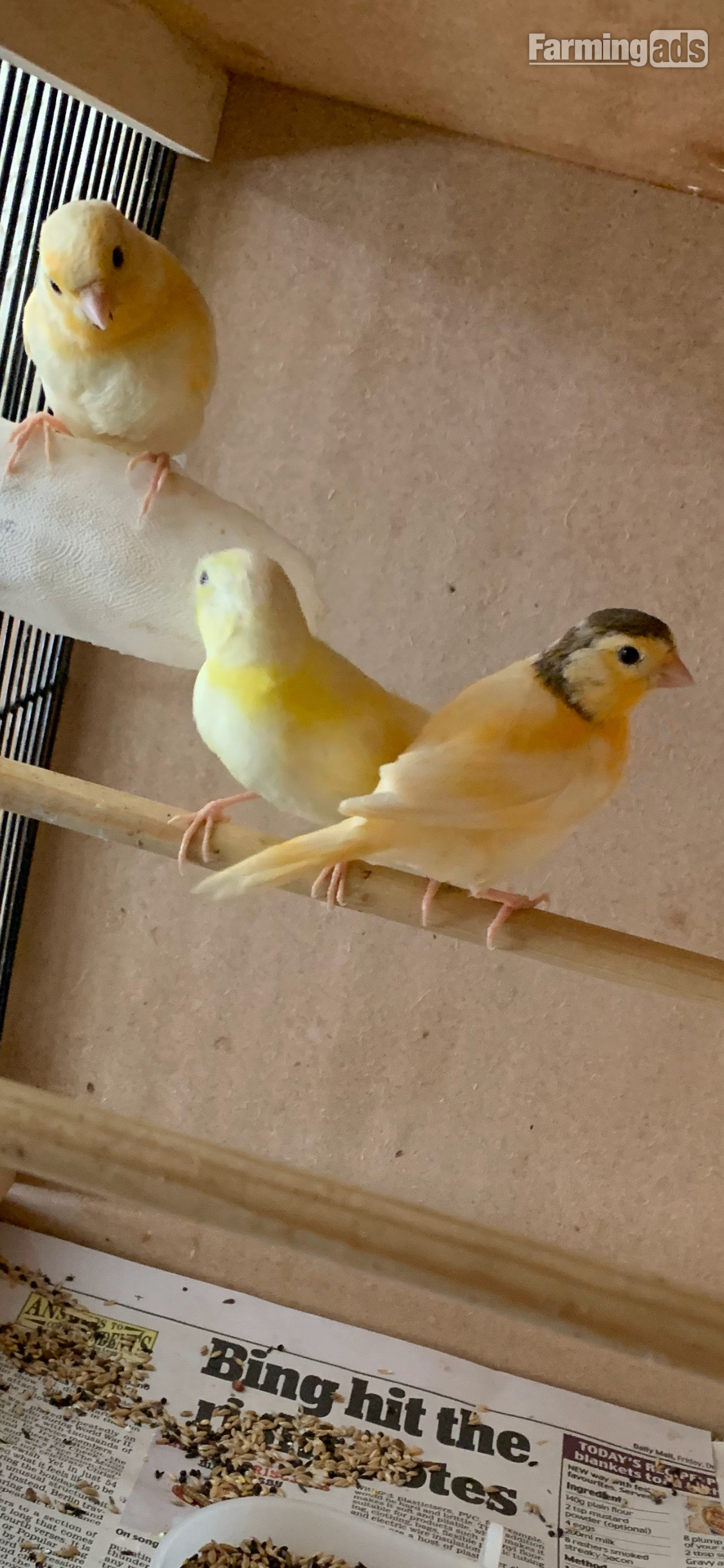 3 varigated 8 wk old canaries for Sale - {CATEGORY}