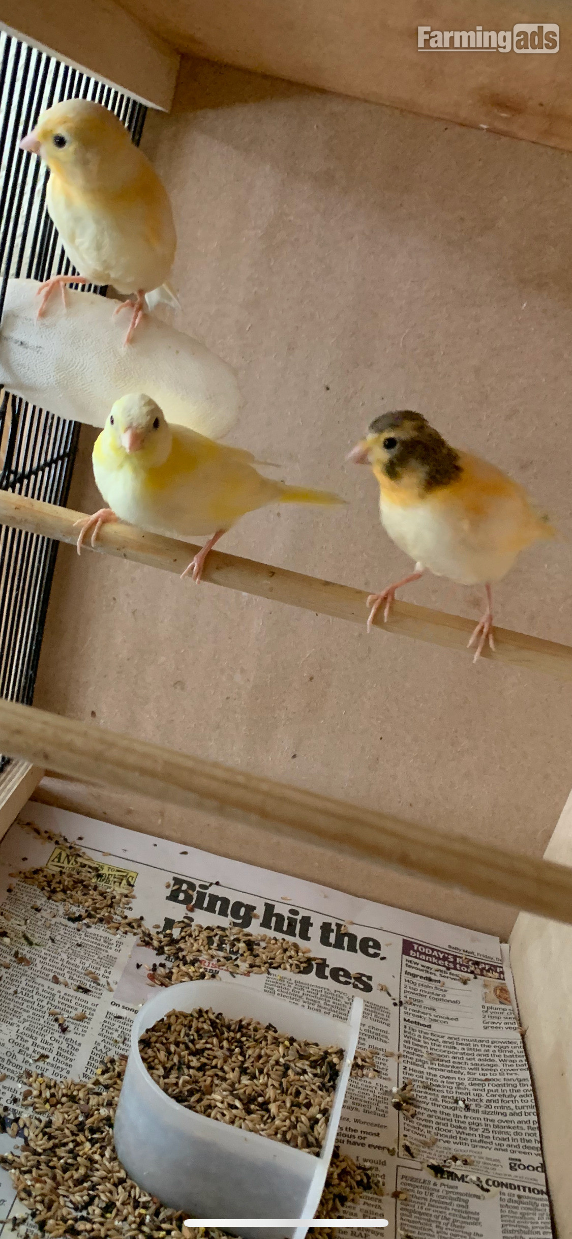 3 varigated 8 wk old canaries for Sale - {CATEGORY}