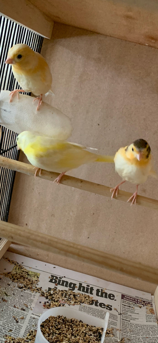 3 varigated 8 wk old canaries for Sale
