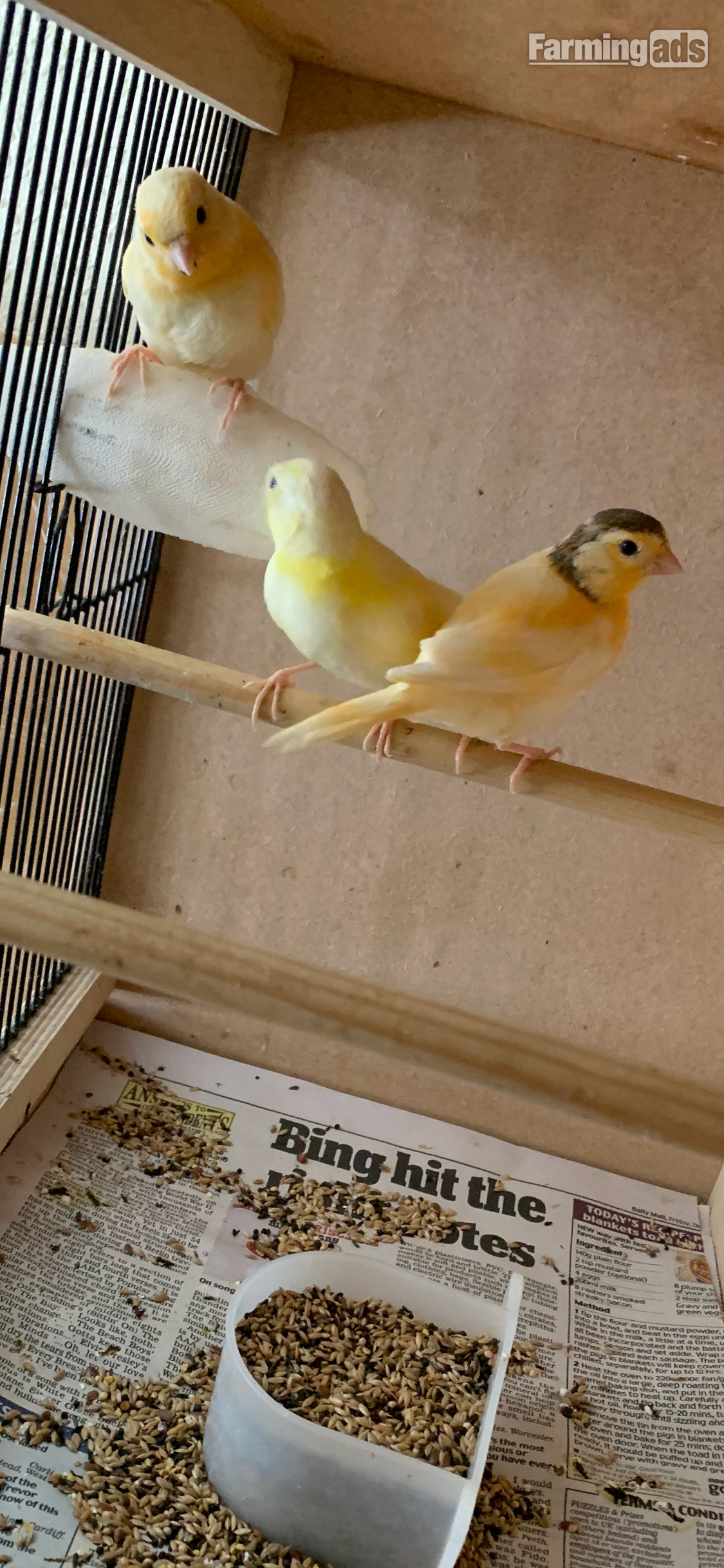 3 varigated 8 wk old canaries for Sale 