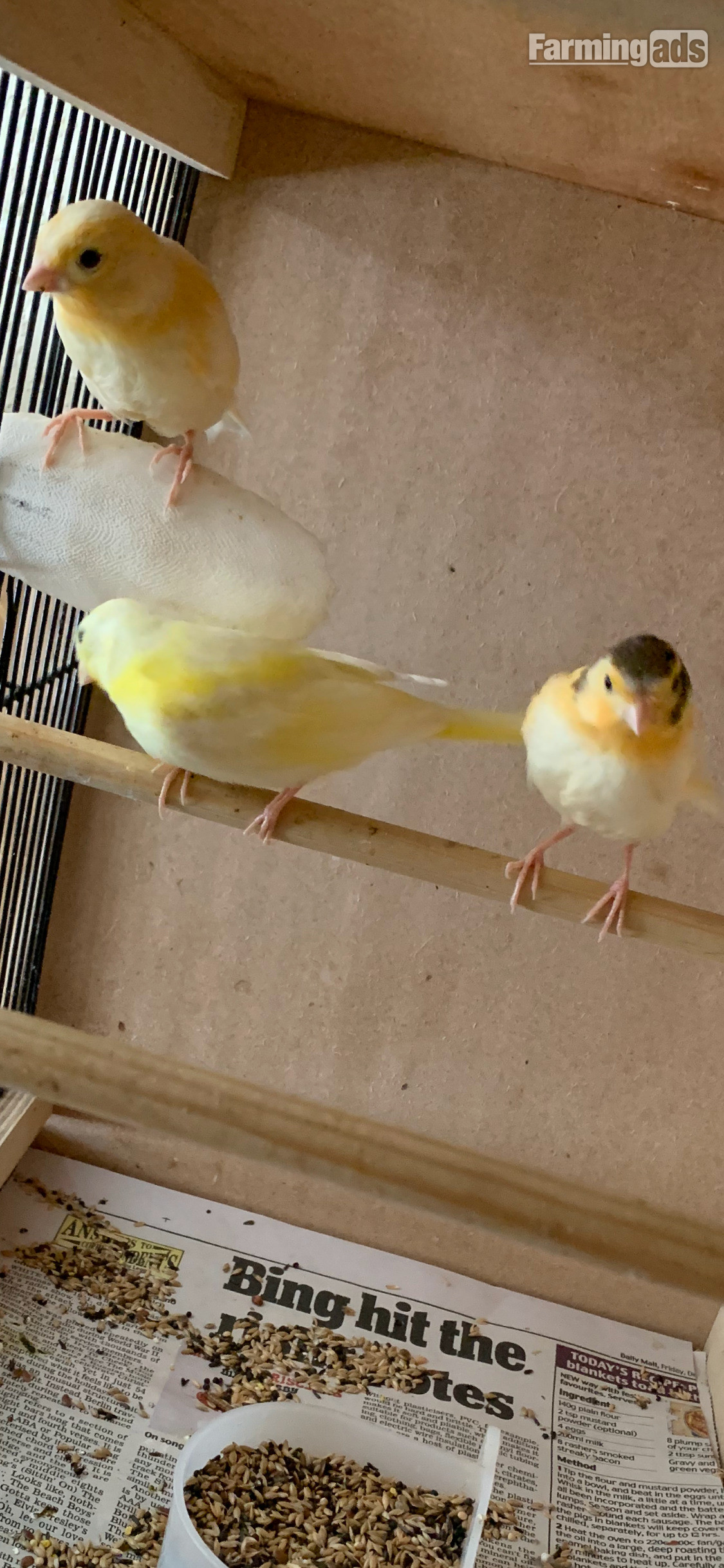 {CATEGORY} - 3 varigated 8 wk old canaries for Sale