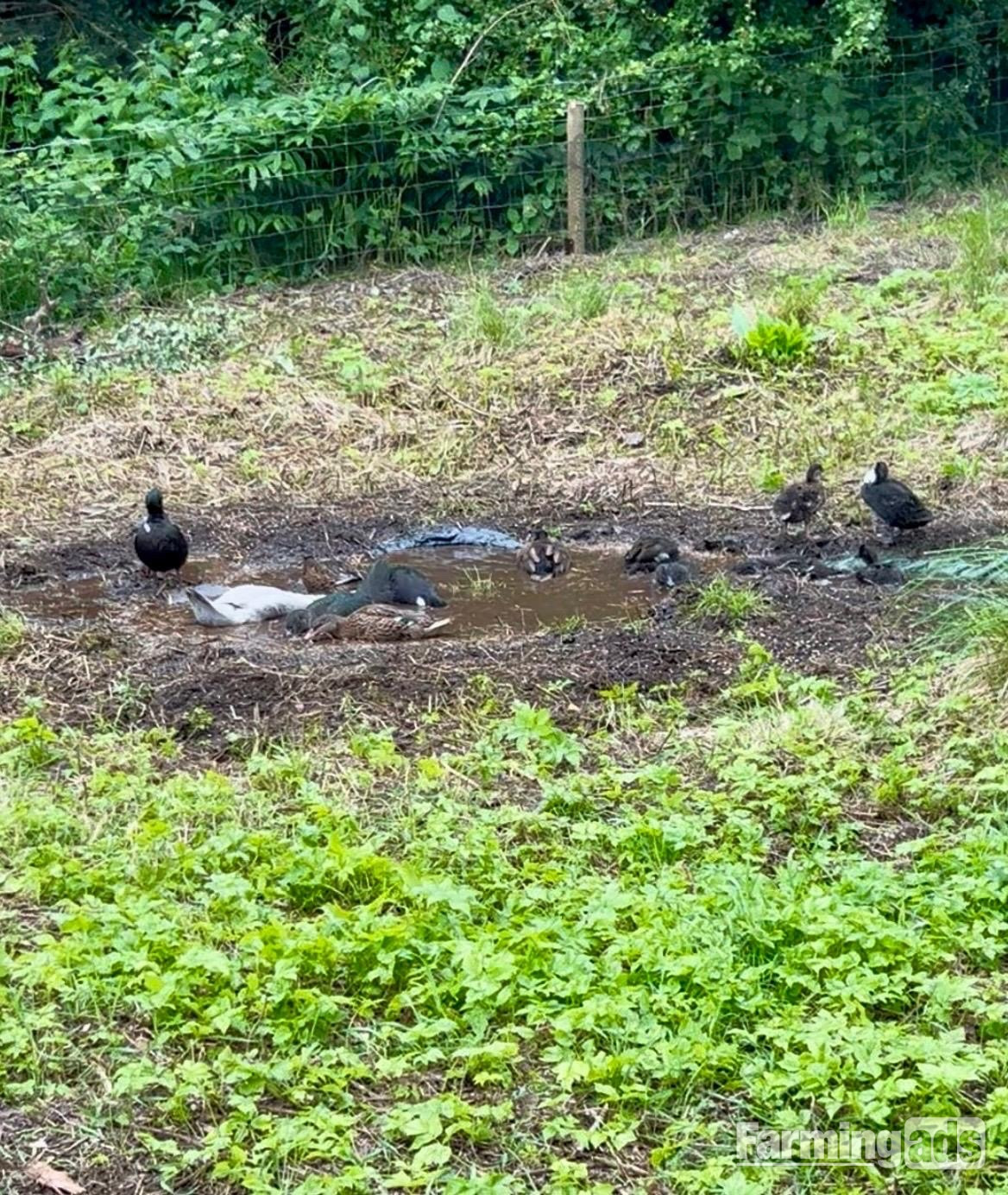 Stunning Pairs of tame hacked call ducks 8 to 11 weeks 