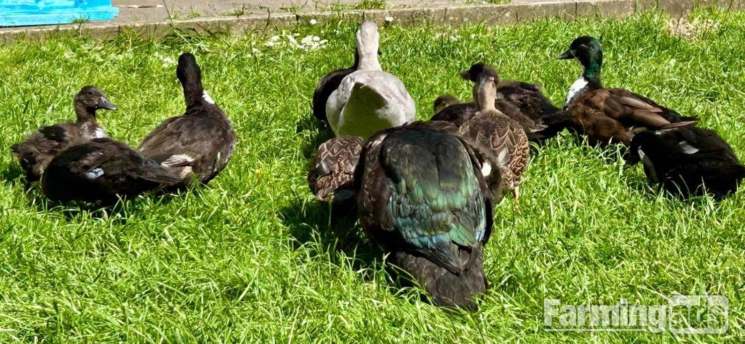Stunning Pairs of tame hacked call ducks 8 to 11 weeks 