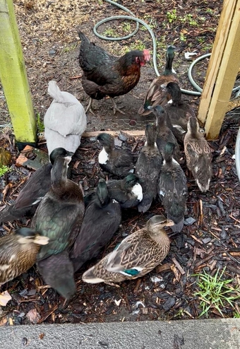 Stunning Pairs of tame hacked call ducks 8 to 11 weeks 