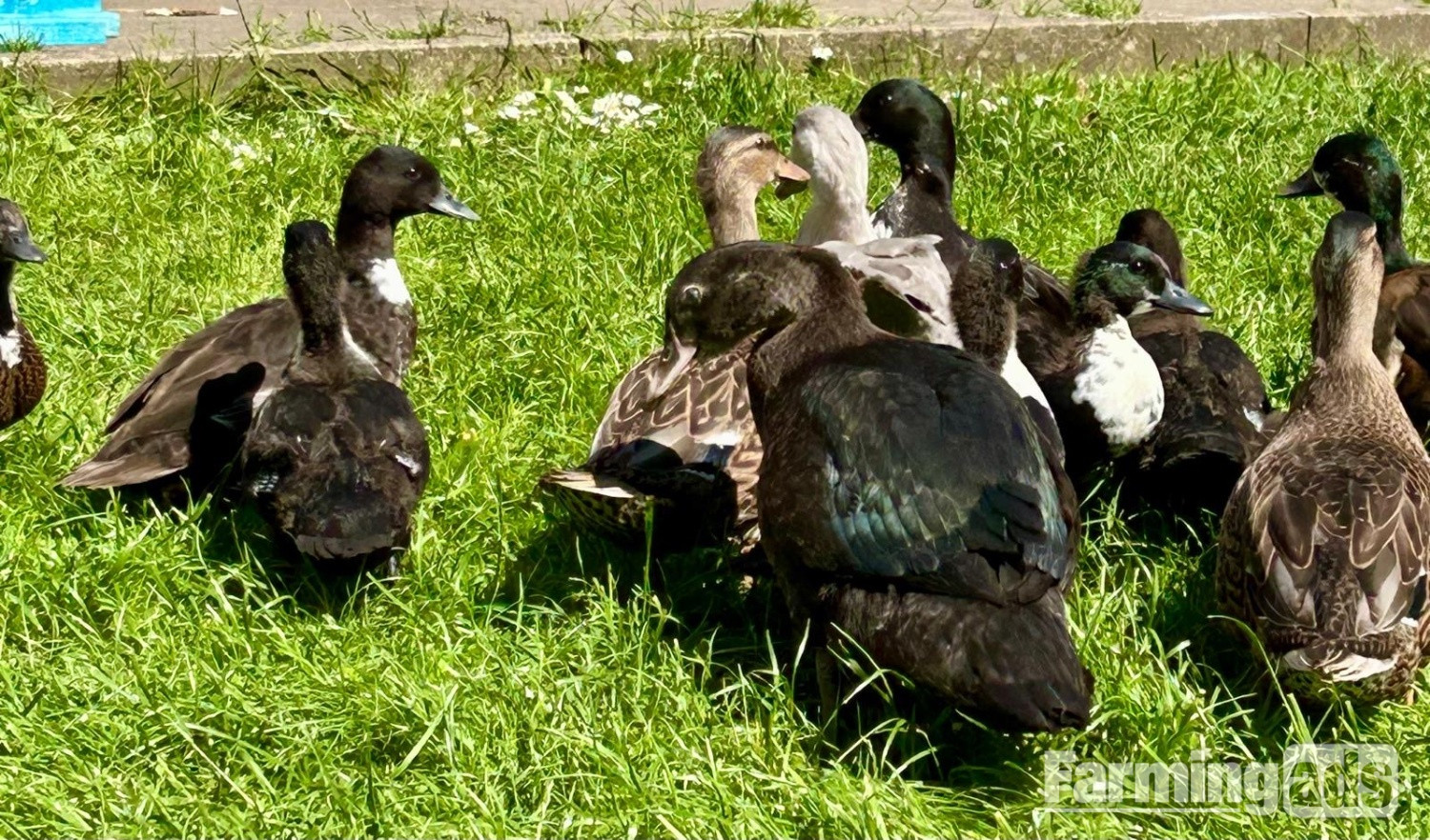  Stunning Pairs of tame hacked call ducks 8 to 11 weeks 