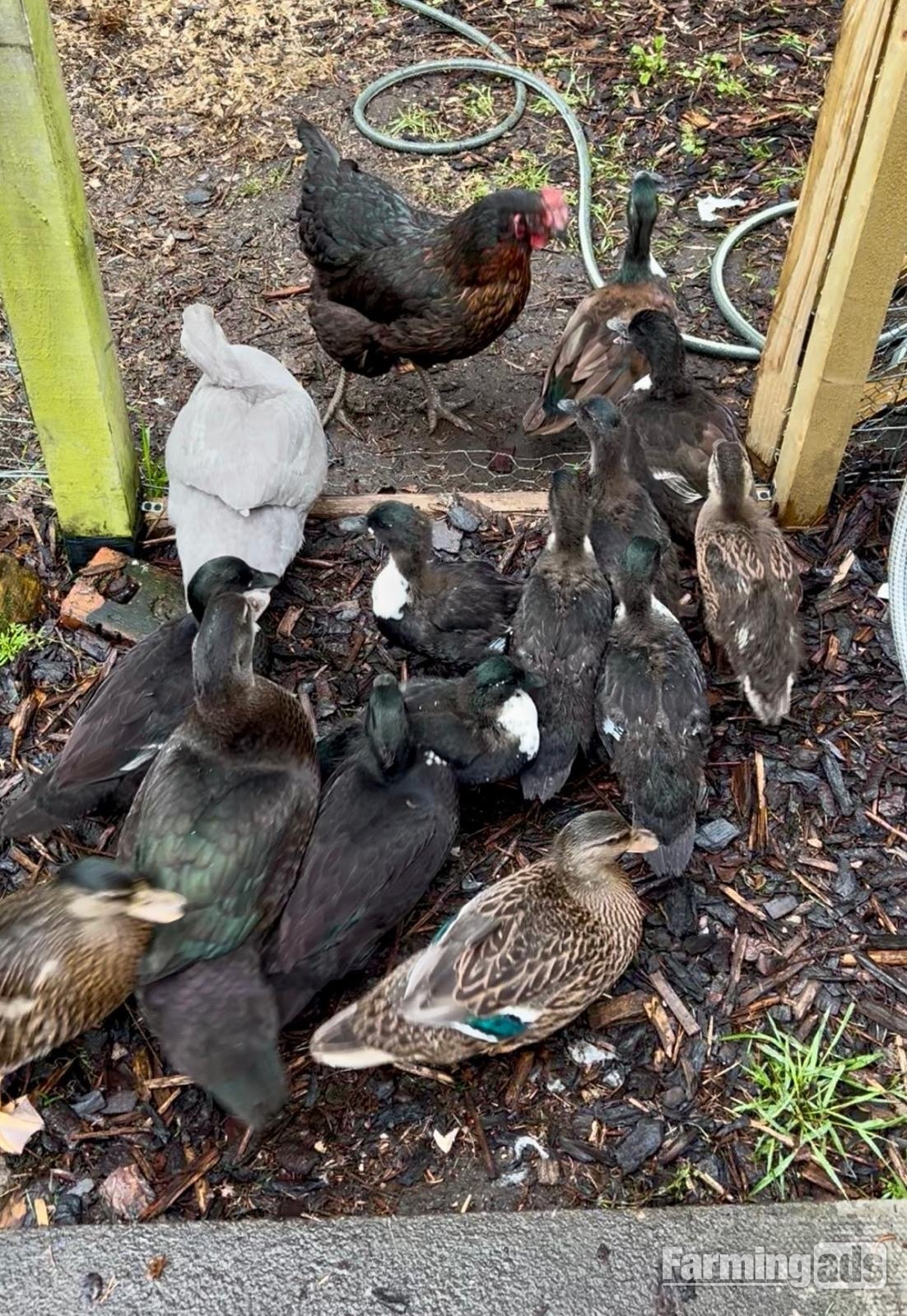 Stunning Pairs of tame hacked call ducks 8 to 11 weeks  - {CATEGORY}