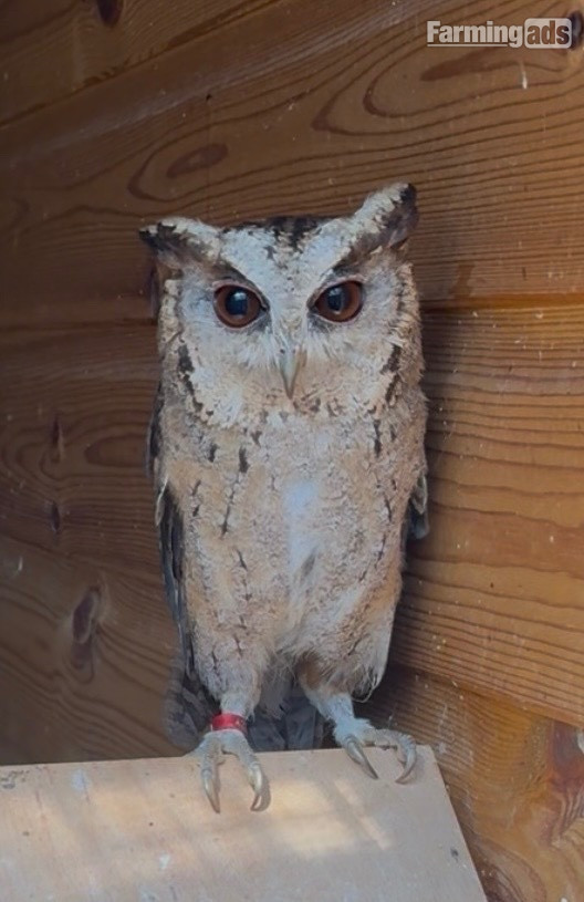 Pair of 2 year old Indian Scops owls available 