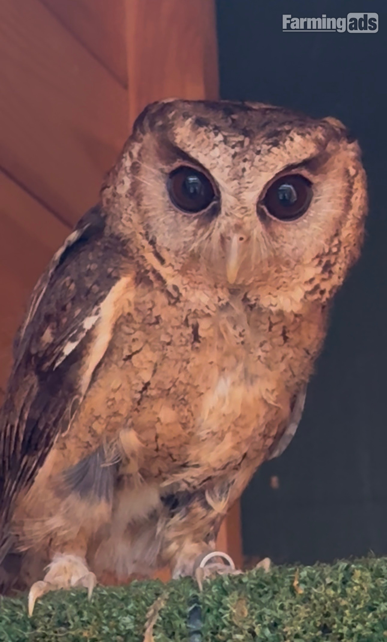 Pair of 2 year old Indian Scops owls available 