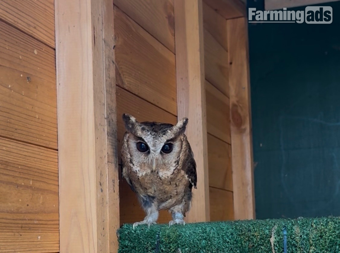  Pair of 2 year old Indian Scops owls available 