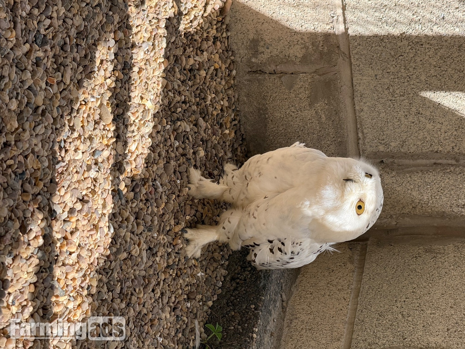 Make snowy owl - 3 years old parent reared 