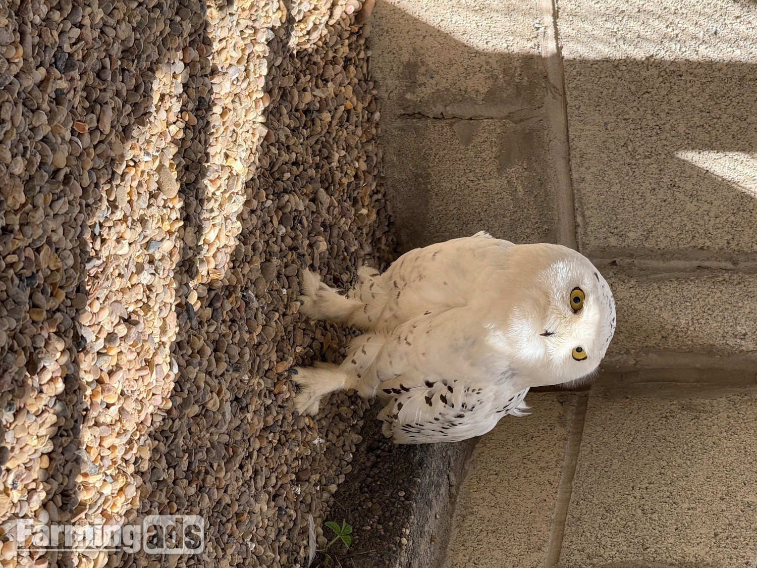 Make snowy owl - 3 years old parent reared 