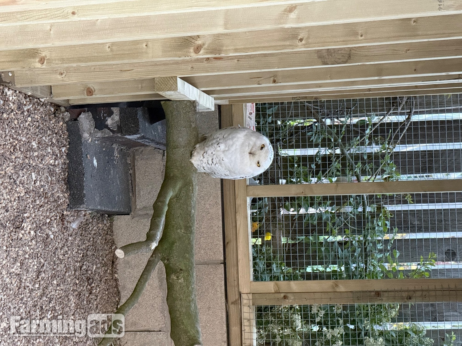  Make snowy owl - 3 years old parent reared 