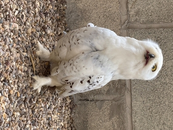 Make snowy owl - 3 years old parent reared 