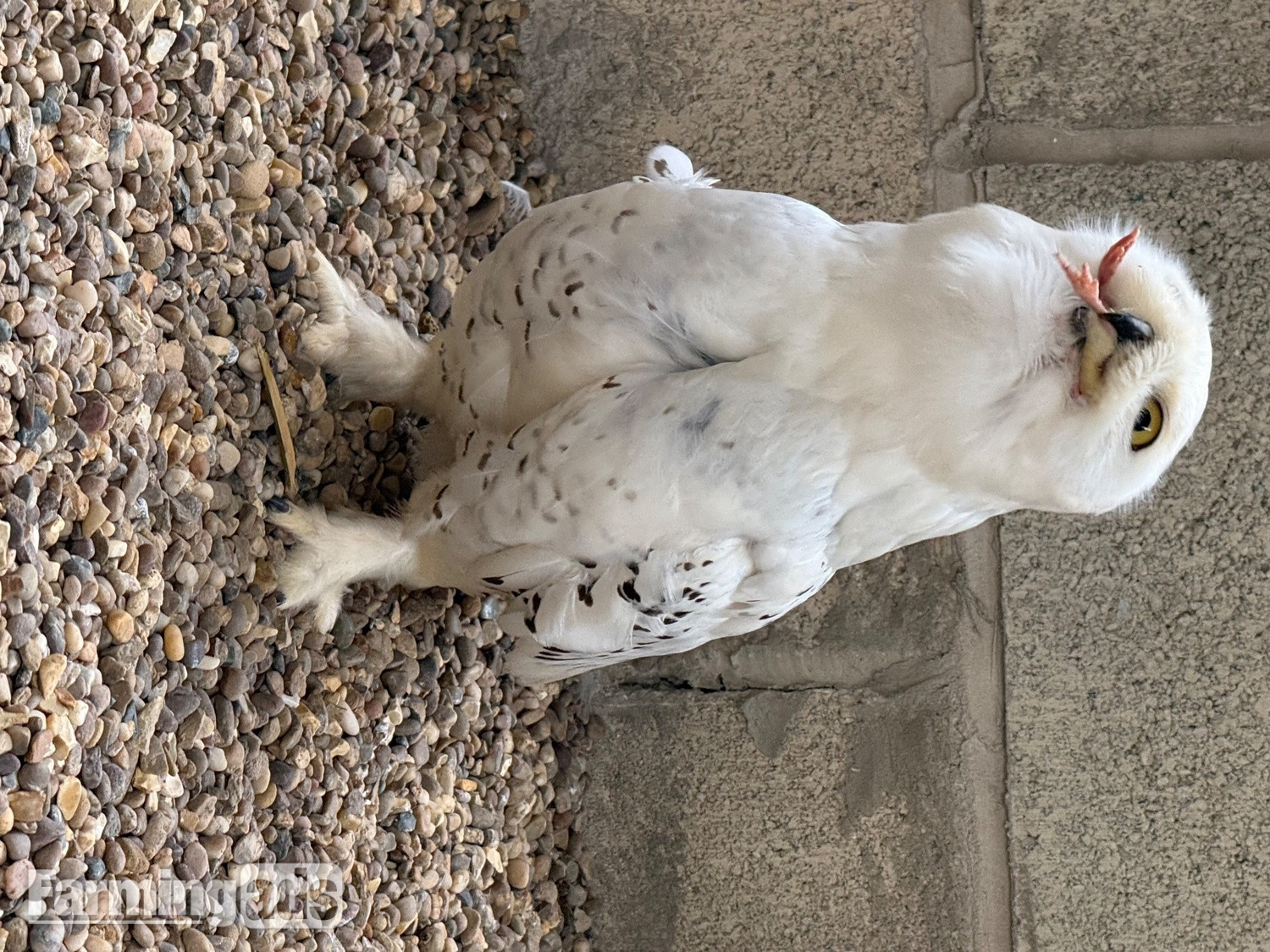 Make snowy owl - 3 years old parent reared  - {CATEGORY}