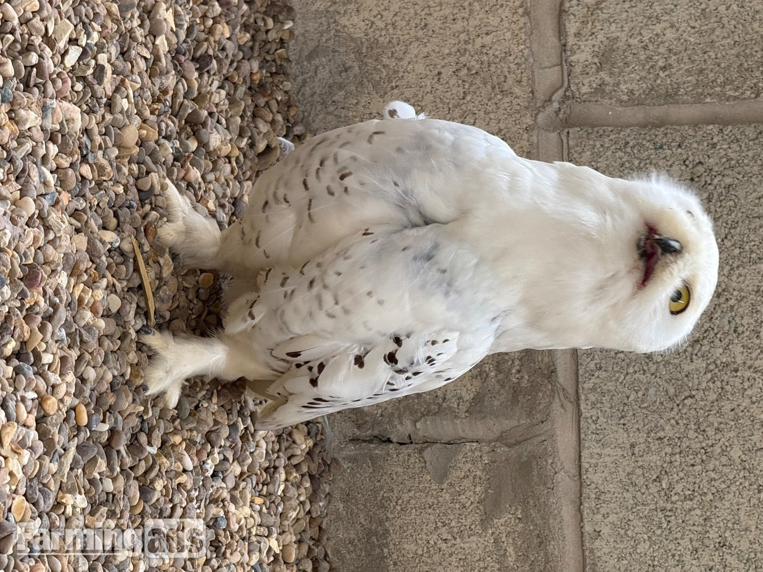 Make snowy owl - 3 years old parent reared  - {CATEGORY}