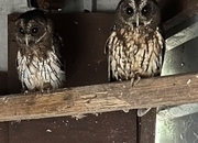 Pair mottled owls for sale