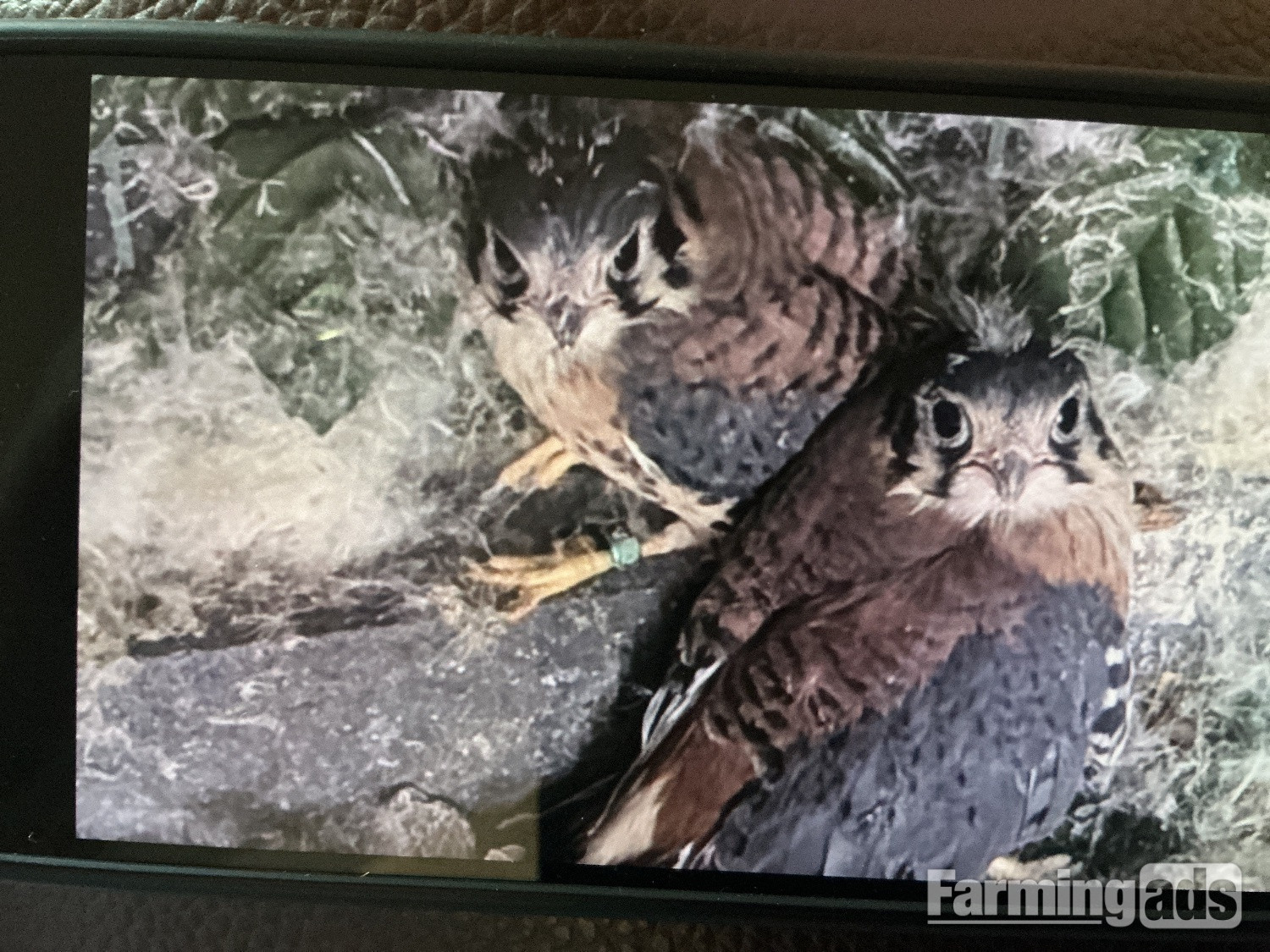 American Kestrels ( 2026 )