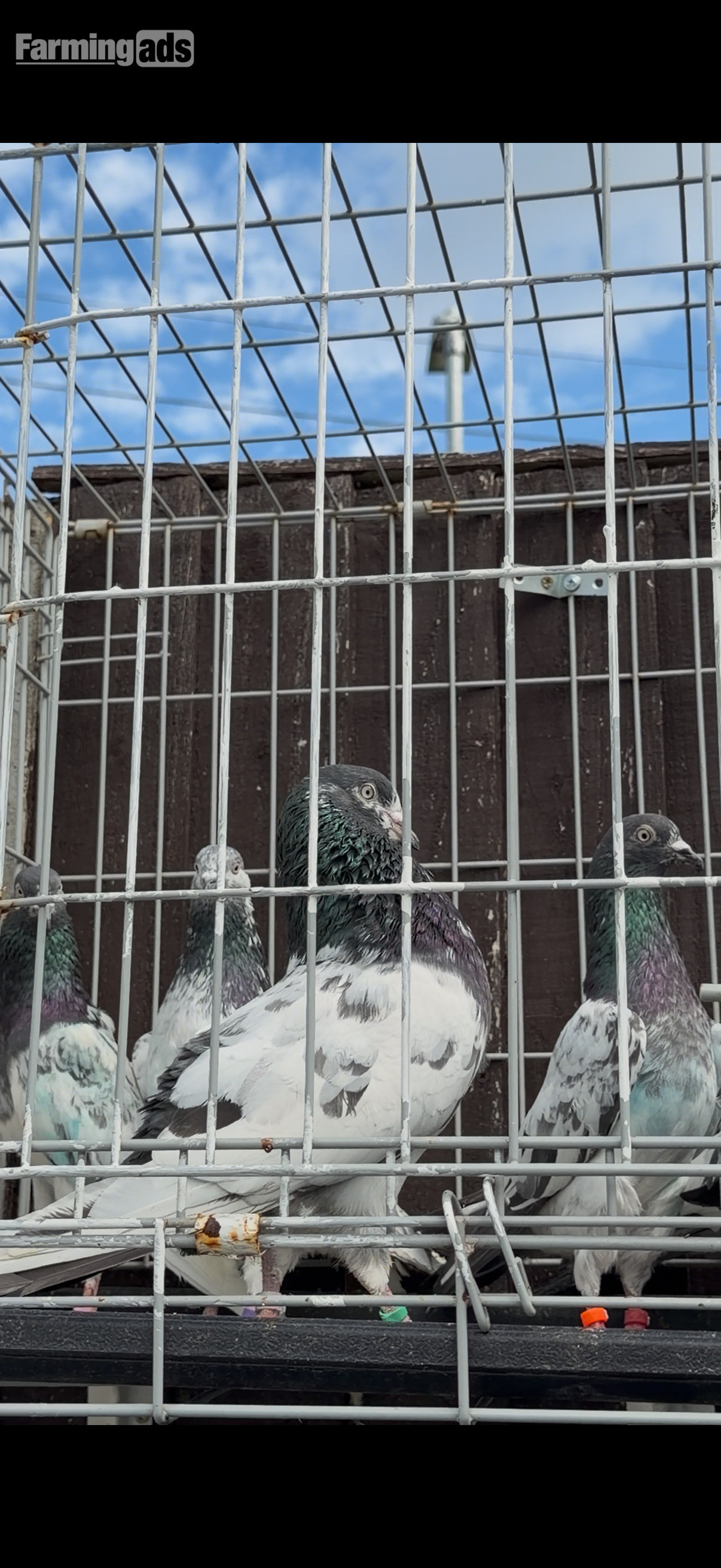  Pakistani HIGHFLYERs Pigeons Males Females 
