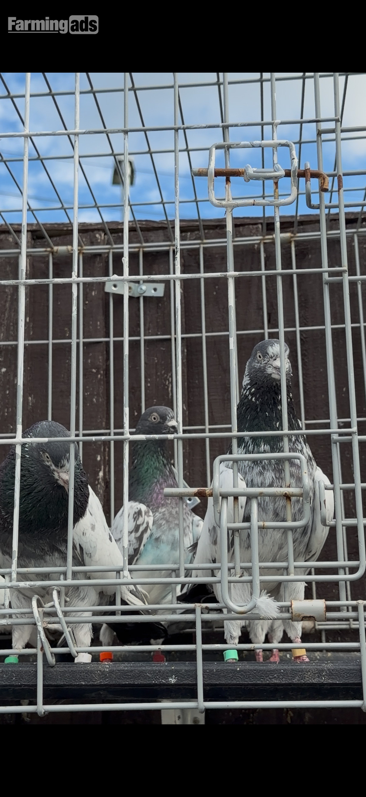 Pakistani HIGHFLYERs Pigeons Males Females  - {CATEGORY}