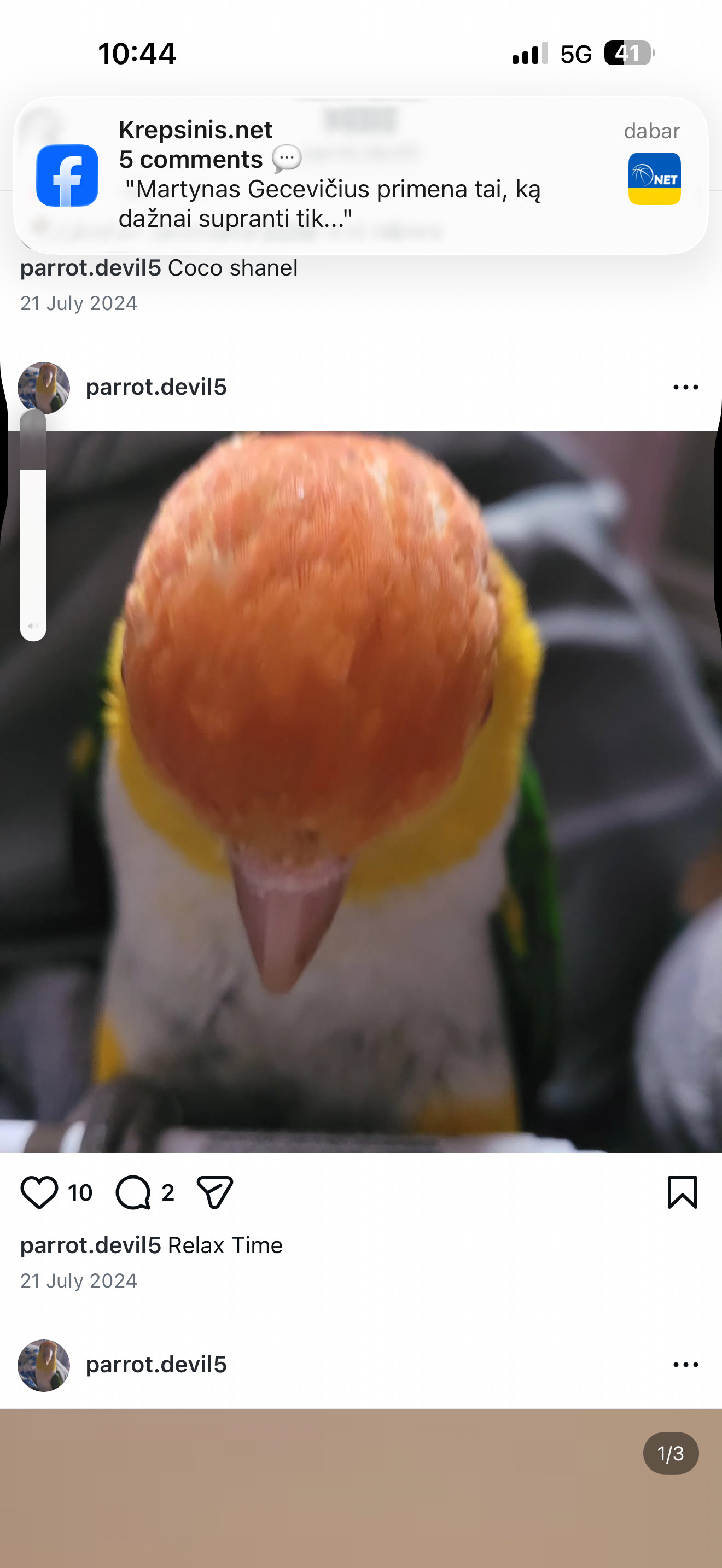  Beautiful Caique Parrot for Sale – Includes Cage