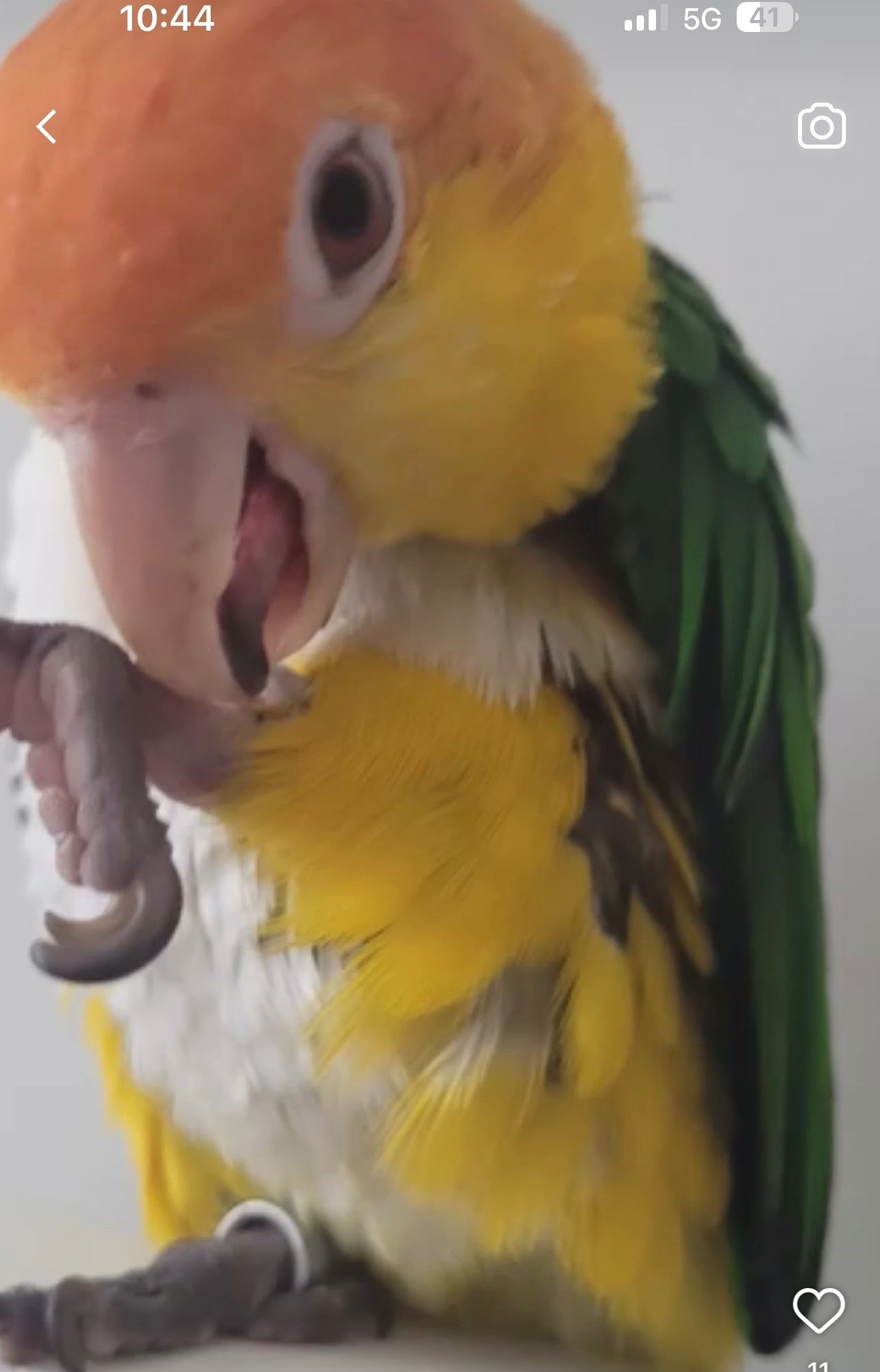 Beautiful Caique Parrot for Sale – Includes Cage - {CATEGORY}