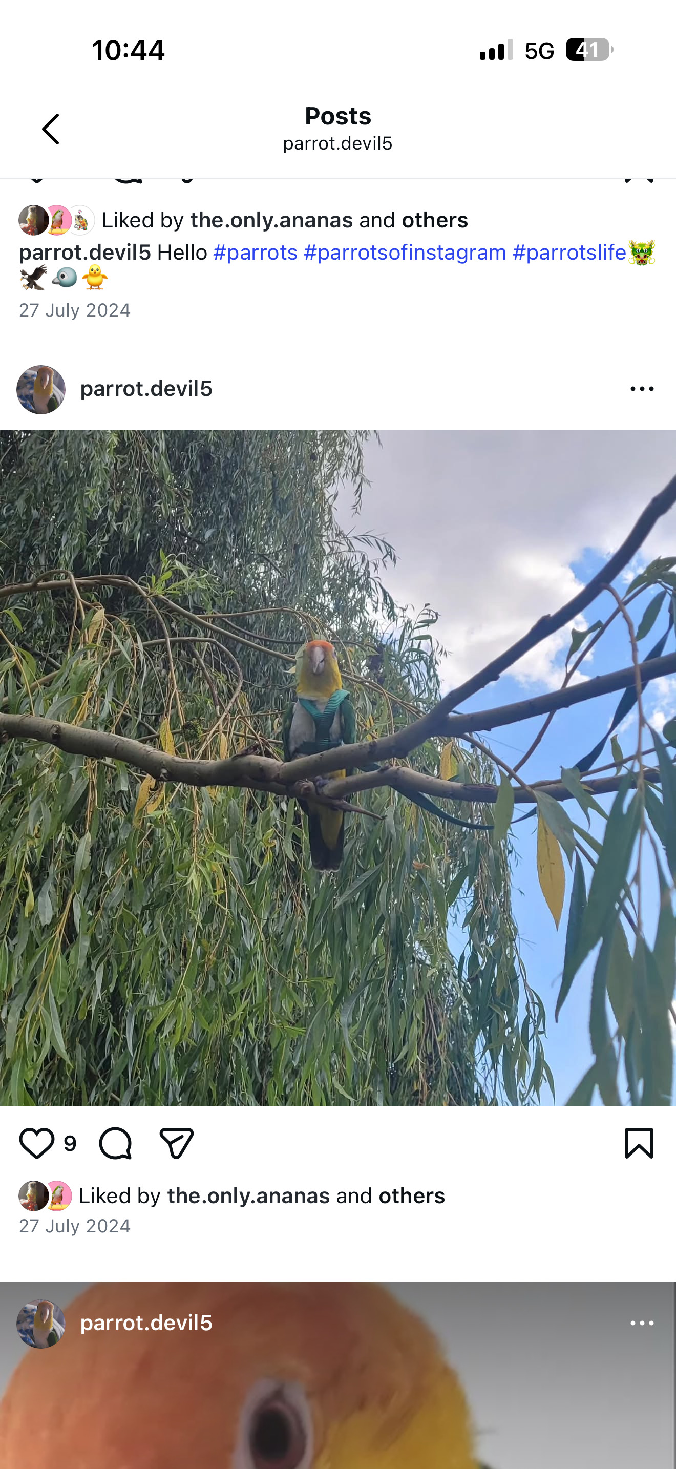 Beautiful Caique Parrot for Sale – Includes Cage 