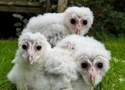 Barn Owl Owlets for sale 