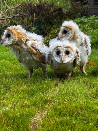 Barn Owl Owlets for sale 