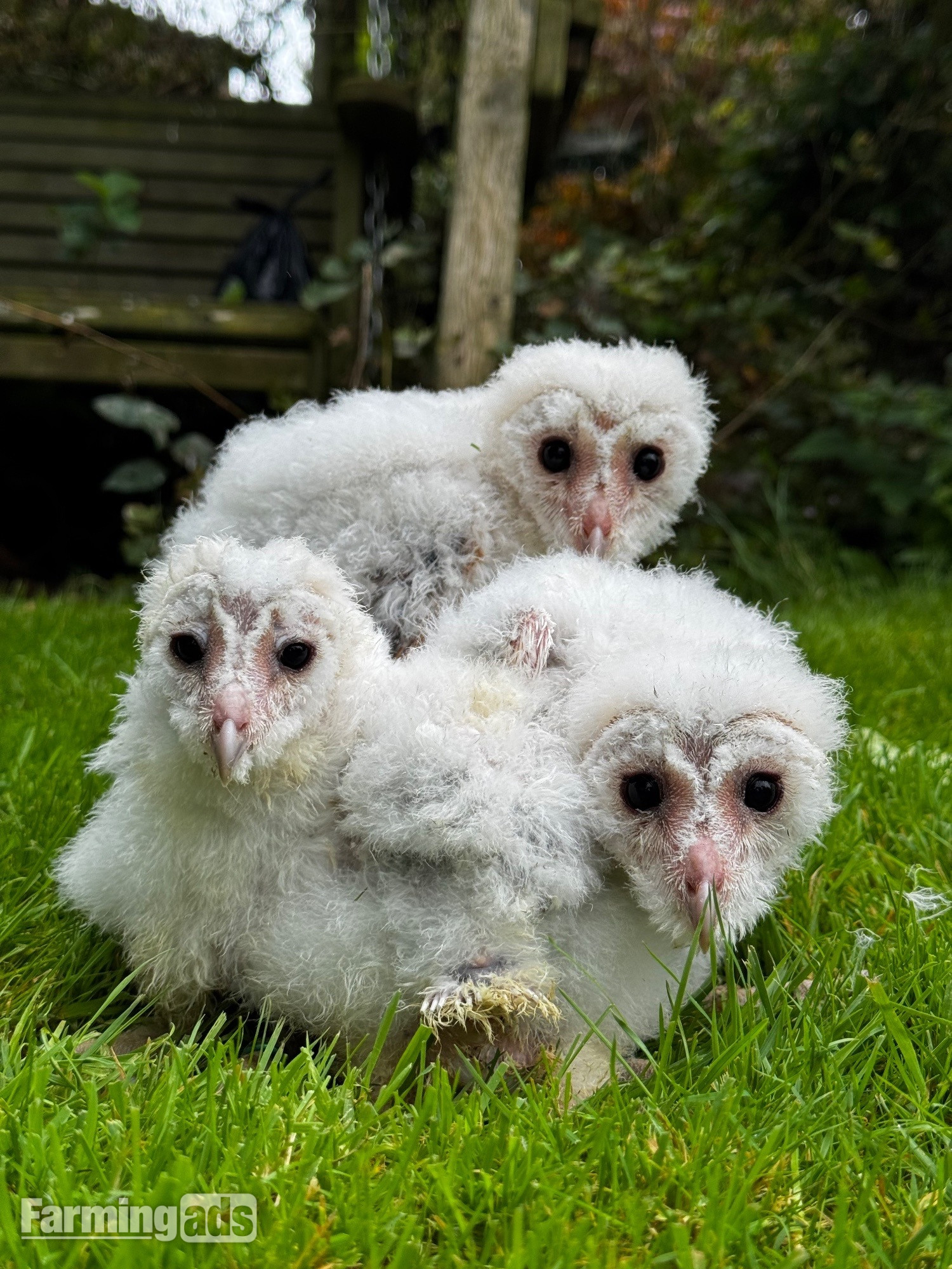 Barn Owl Owlets for sale 