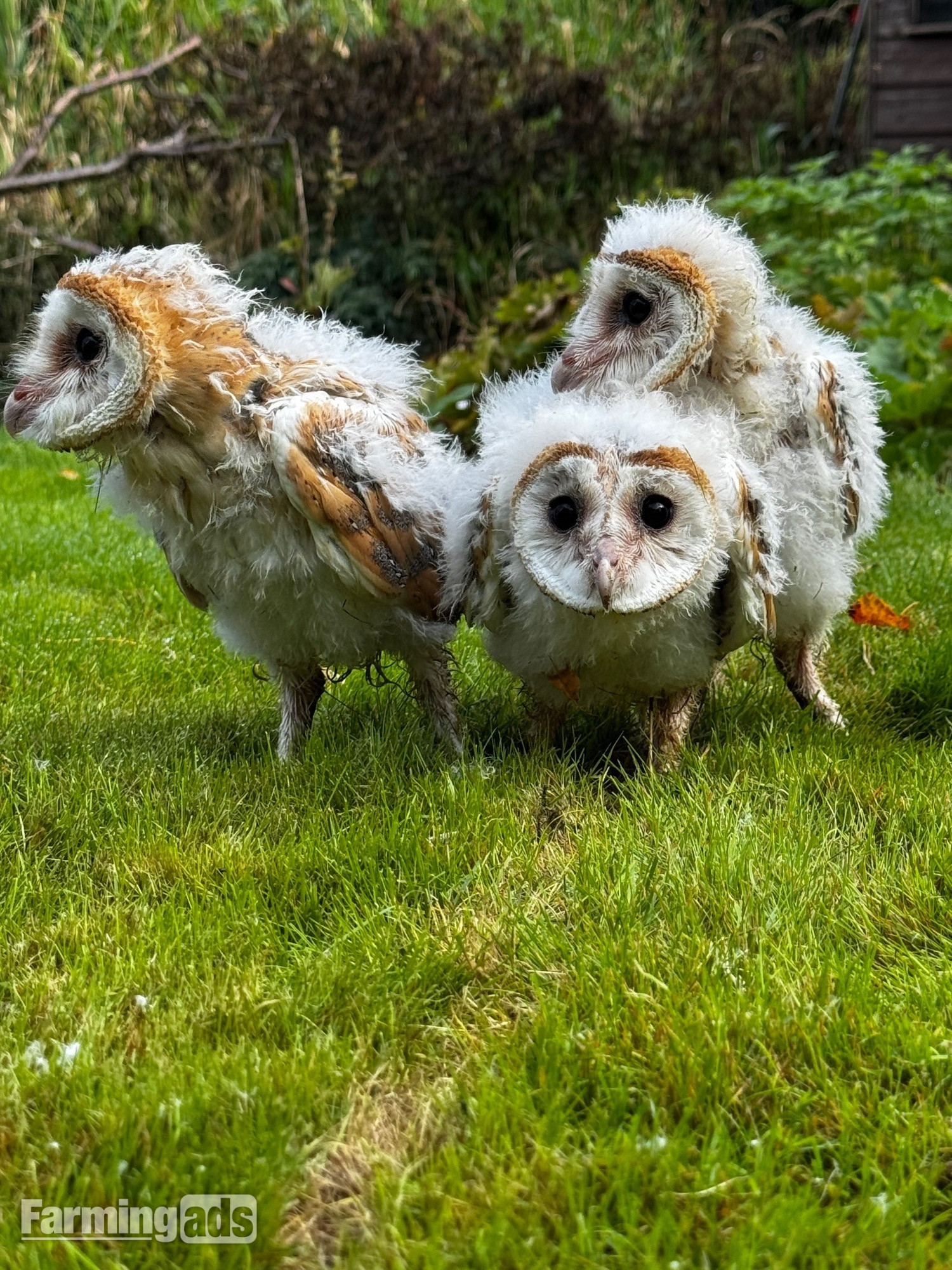 Barn Owl Owlets for sale 