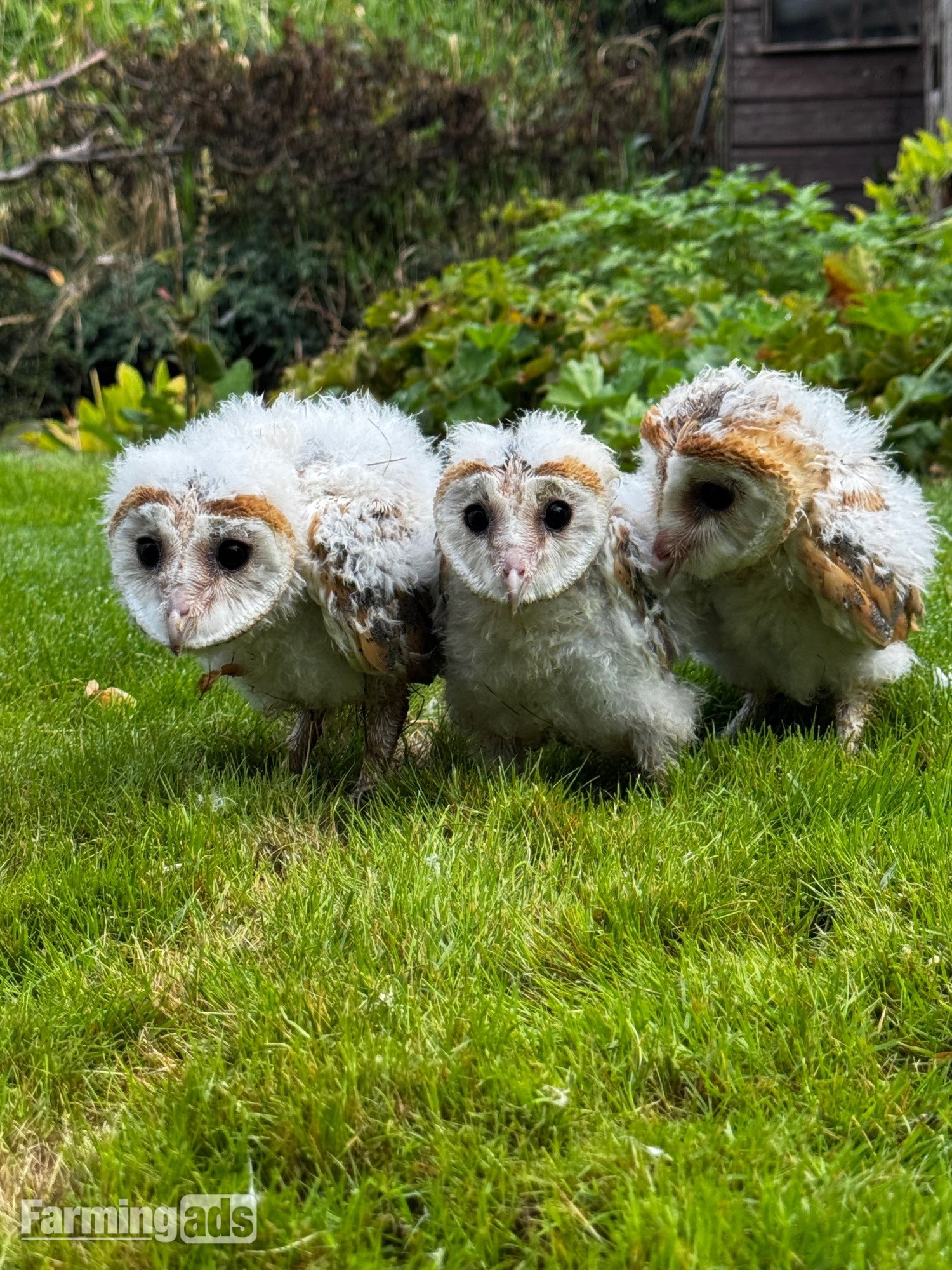 Barn Owl Owlets for sale 