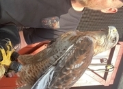 Stunning  male ferrutail hawk