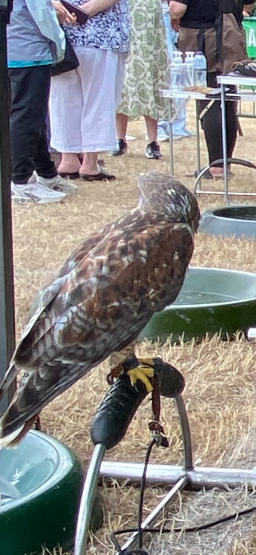 Stunning  male ferrutail hawk