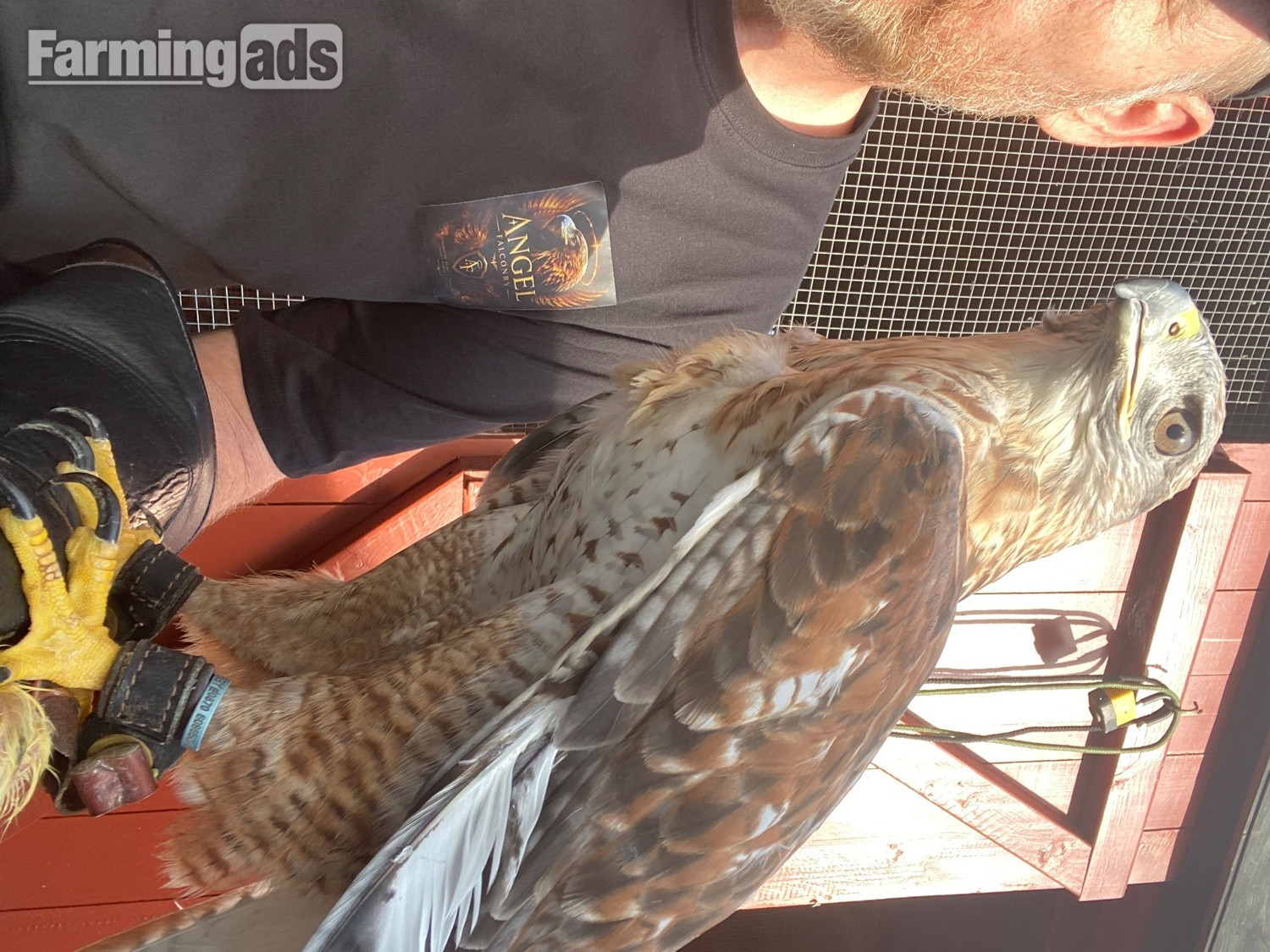 Stunning  male ferrutail hawk