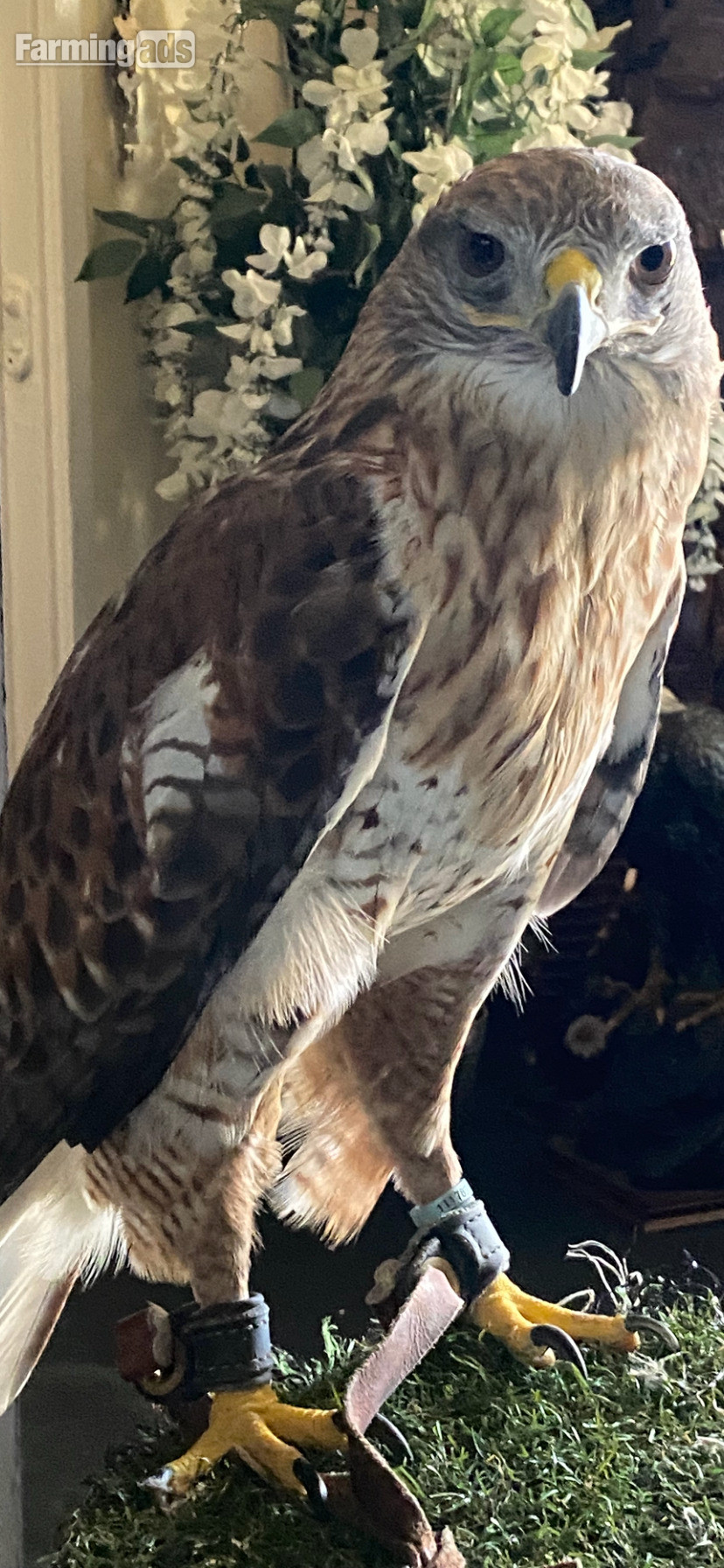  Stunning  male ferrutail hawk