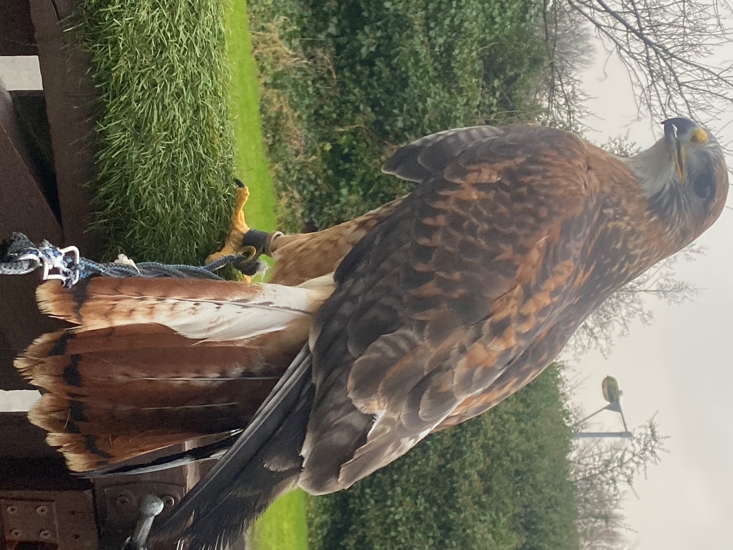 Stunning  male ferrutail hawk 